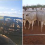 PM prende suspeitos de furto e receptação de gado avaliado em R$ 48 mil, em Piracanjuba