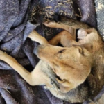 Cachorro leva socos de chutes do próprio tutor em hospital veterinário do DF
